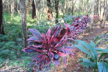 MelissaEdwards BotanicGardens 2011Aug28
