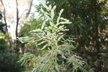 MelissaEdwards BotanicGardens 2011Aug28