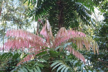 MelissaEdwards BotanicGardens 2011Aug28