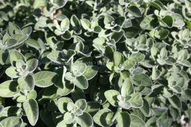 MelissaEdwards BotanicGardens 2011Aug28