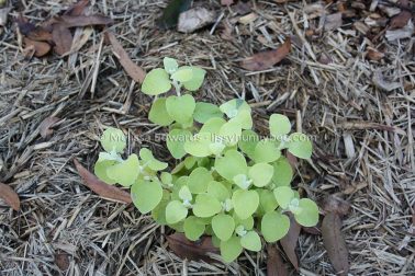 MelissaEdwards BotanicGardens 2011Aug28