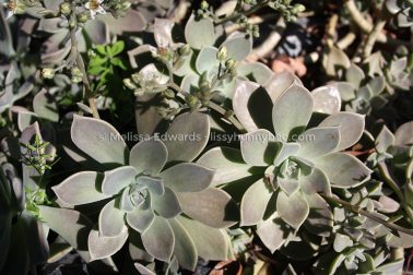 MelissaEdwards BotanicGardens 2011Aug28