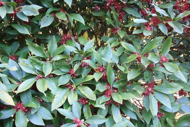 MelissaEdwards BotanicGardens 2011Aug28