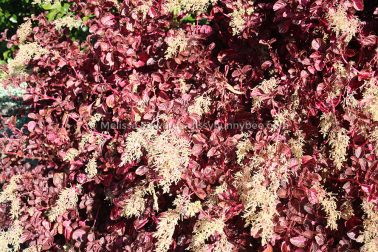 MelissaEdwards BotanicGardens 2011Aug28