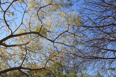 MelissaEdwards BotanicGardens 2011Aug28