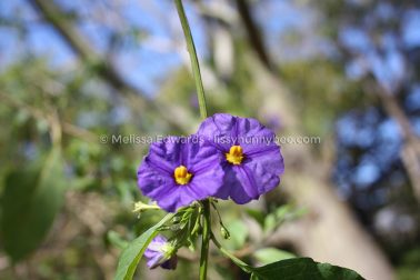 MelissaEdwards BotanicGardens 2011Aug28