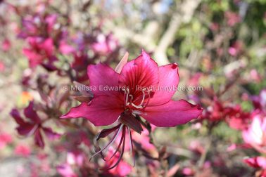 MelissaEdwards BotanicGardens 2011Aug28