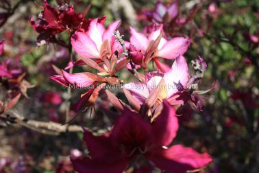 MelissaEdwards BotanicGardens 2011Aug28