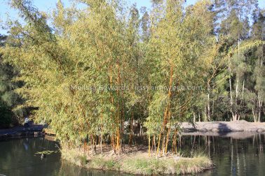 MelissaEdwards BotanicGardens 2011Aug28