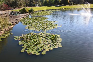 MelissaEdwards BotanicGardens 2011Aug28