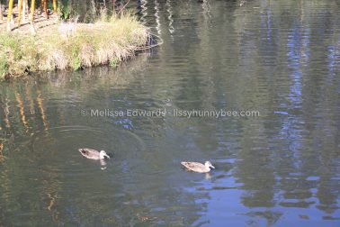 MelissaEdwards BotanicGardens 2011Aug28