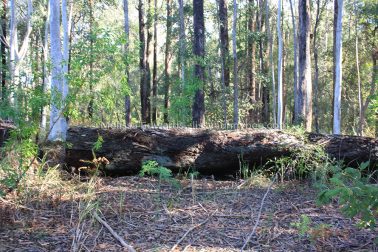 MelissaEdwards BotanicGardens 2011Aug28