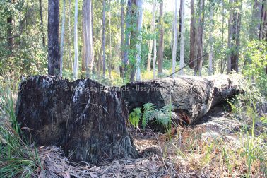 MelissaEdwards BotanicGardens 2011Aug28