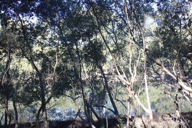 MelissaEdwards BotanicGardens 2011Aug28