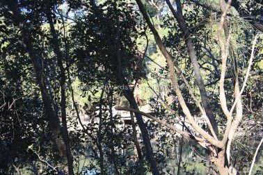 MelissaEdwards BotanicGardens 2011Aug28