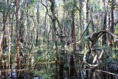 MelissaEdwards BotanicGardens 2011Aug28