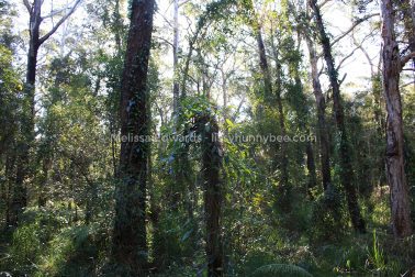 MelissaEdwards BotanicGardens 2011Aug28