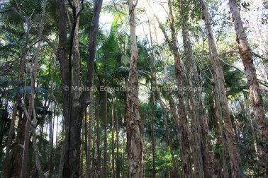 MelissaEdwards BotanicGardens 2011Aug28