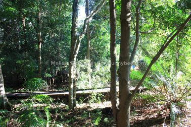 MelissaEdwards BotanicGardens 2011Aug28