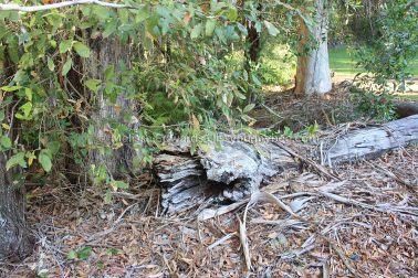 MelissaEdwards BotanicGardens 2011Aug28