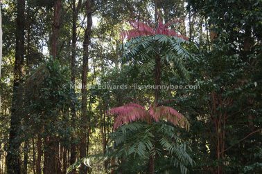 MelissaEdwards BotanicGardens 2011Aug28