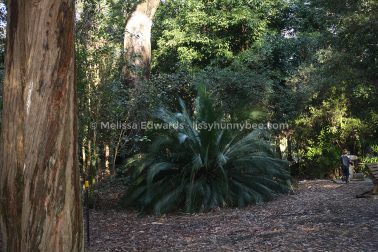 MelissaEdwards BotanicGardens 2011Aug28