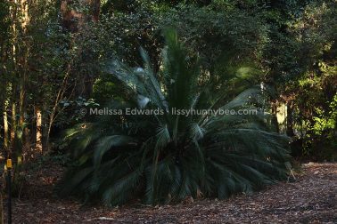 MelissaEdwards BotanicGardens 2011Aug28