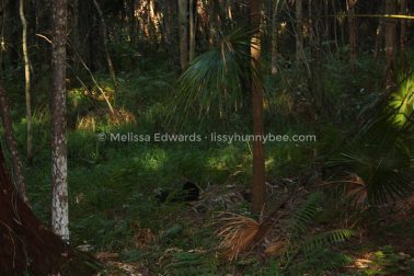 MelissaEdwards BotanicGardens 2011Aug28