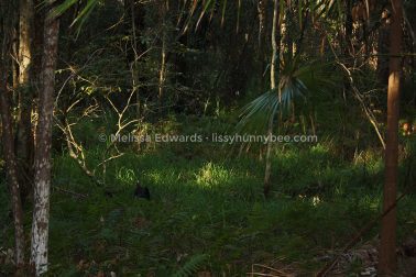 MelissaEdwards BotanicGardens 2011Aug28