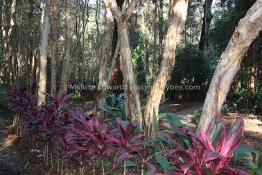 MelissaEdwards BotanicGardens 2011Aug28