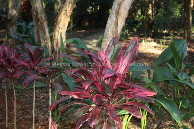 MelissaEdwards BotanicGardens 2011Aug28