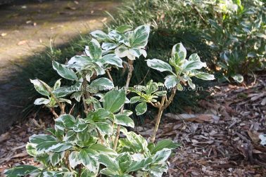 MelissaEdwards BotanicGardens 2011Aug28