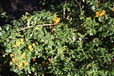 MelissaEdwards BotanicGardens 2011Aug28