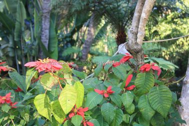 MelissaEdwards BotanicGardens 2011Aug28