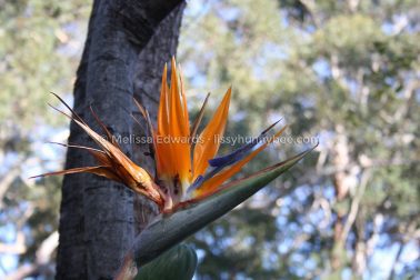 MelissaEdwards BotanicGardens 2011Aug28