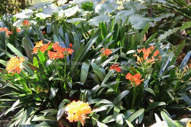 Melissaedwards botanicgardens 2011sept10 020
