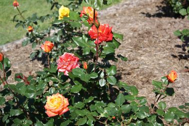 MelissaEdwards BotanicGardens 2011Sept11