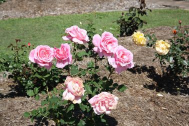 MelissaEdwards BotanicGardens 2011Sept11