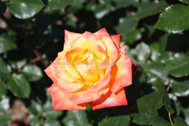 MelissaEdwards BotanicGardens 2011Sept11