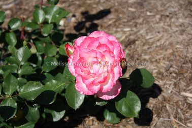 MelissaEdwards BotanicGardens 2011Sept11