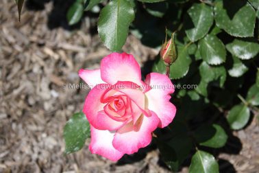 MelissaEdwards BotanicGardens 2011Sept11