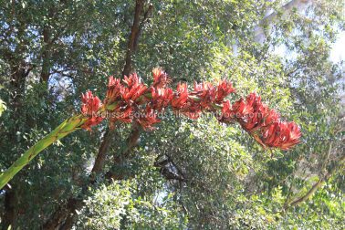 MelissaEdwards BotanicGardens 2011Sept11