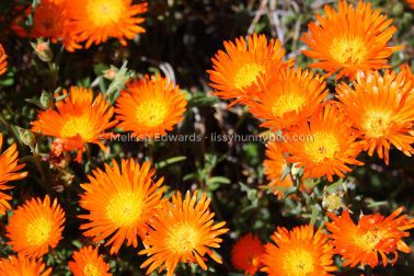 MelissaEdwards BotanicGardens 2011Sept11