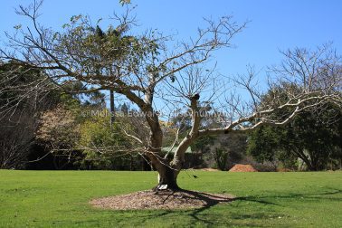 MelissaEdwards BotanicGardens 2011Sept11