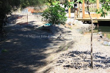 MelissaEdwards BotanicGardens 2011Sept11