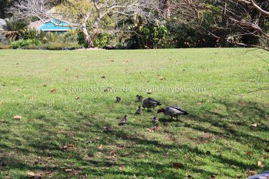 MelissaEdwards BotanicGardens 2011Sept11