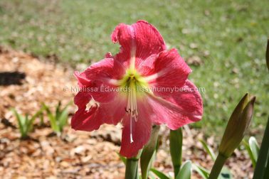 MelissaEdwards BotanicGardens 2011Sept11