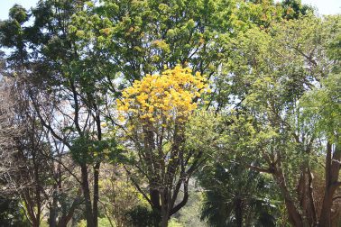 MelissaEdwards BotanicGardens 2011Sept11