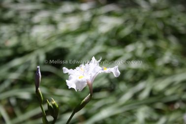Melissaedwards botanicgardens 2011sept15 005