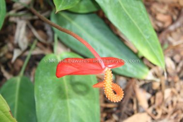 Melissaedwards botanicgardens 2011sept15 076